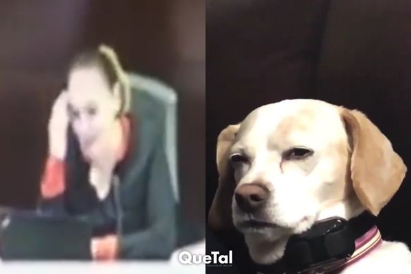 ¡De película! Perrito es llamado como testigo para declarar en un juicio en México